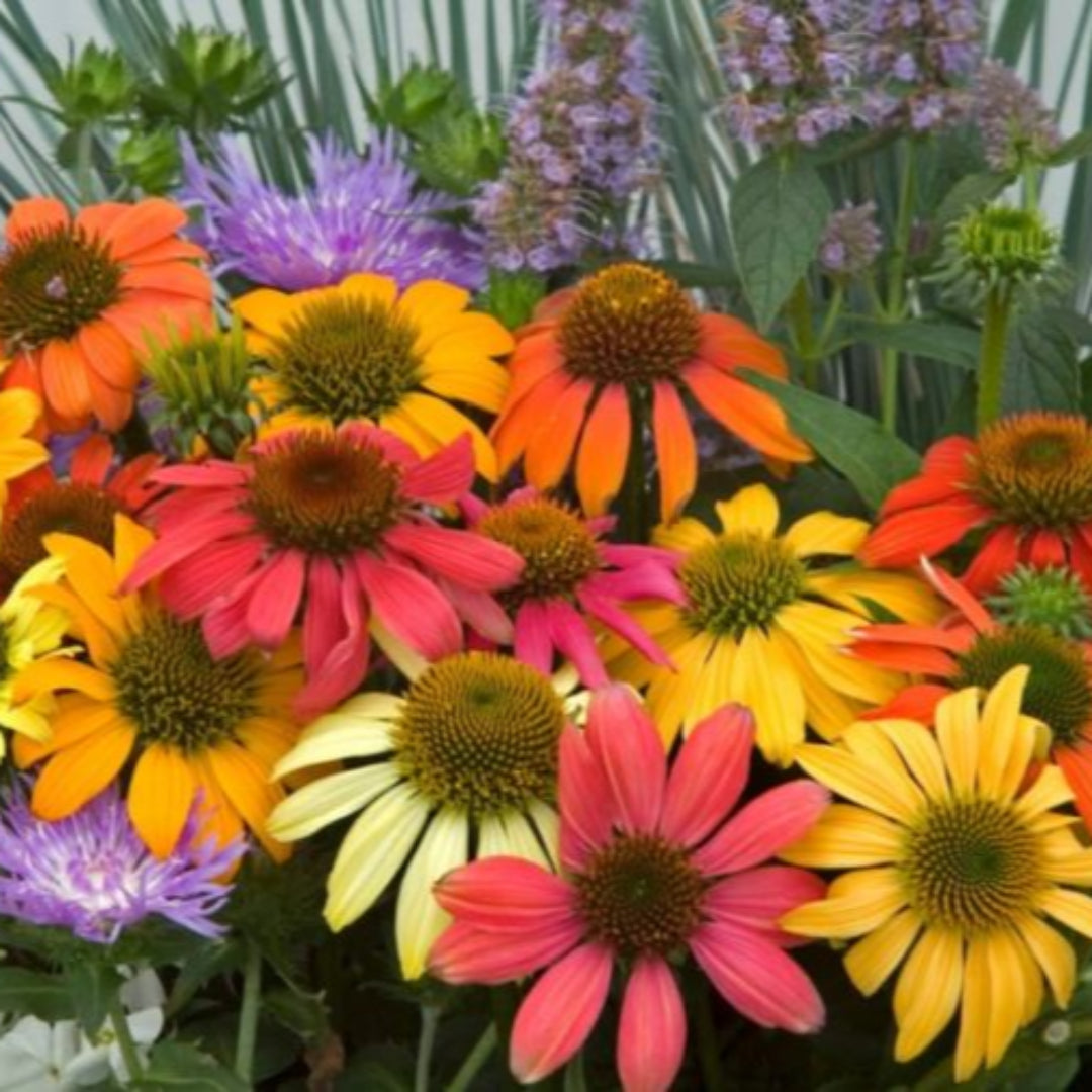 Echinacea 'Cheyenne Spirit' Multi-Colored Coneflower - [EG]