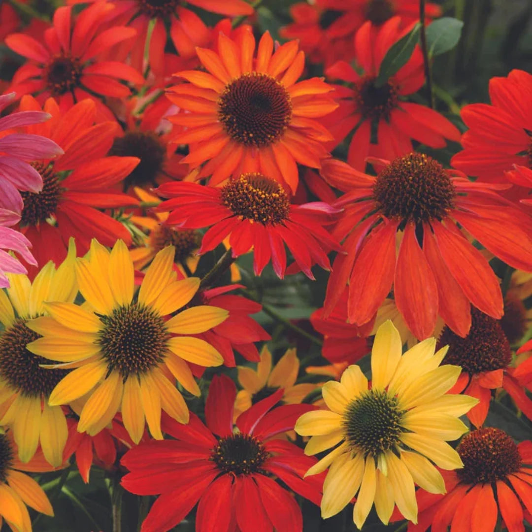 Echinacea 'Cheyenne Spirit' Multi-Colored Coneflower - [EG]