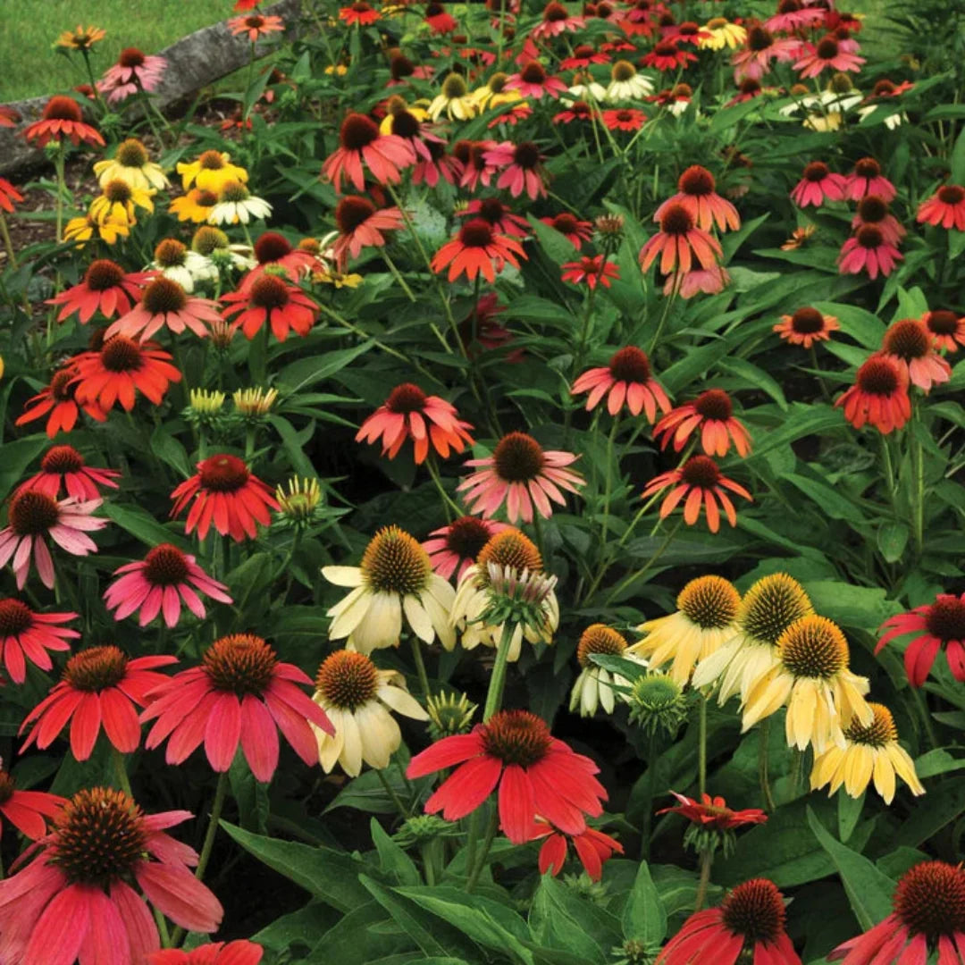 Echinacea 'Cheyenne Spirit' Multi-Colored Coneflower - [EG]