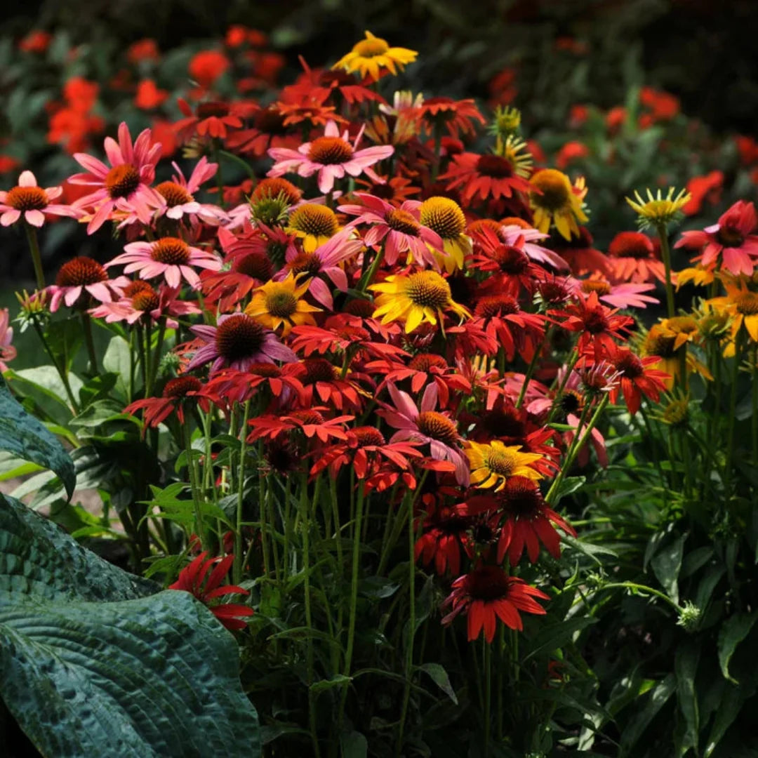 Echinacea 'Cheyenne Spirit' Multi-Colored Coneflower - [EG]