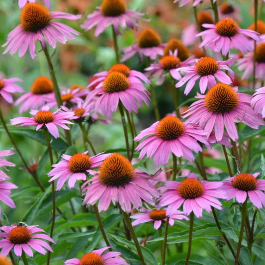 Magnus Coneflower perennial plant for landscapes