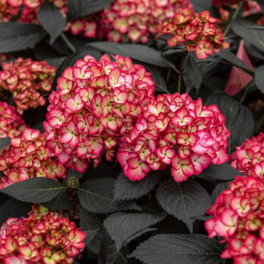 Eclipse Bigleaf Hydrangea shrub featuring large, vibrant purple-blue blossoms