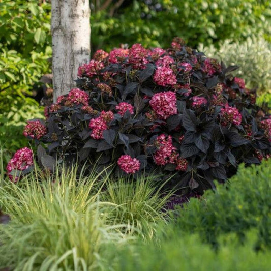 Hydrangea macrophylla Eclipse variety with full round flower heads in bloom