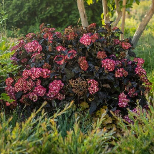 Eclipse Bigleaf Hydrangea plant with colorful mophead flowers and glossy leaves