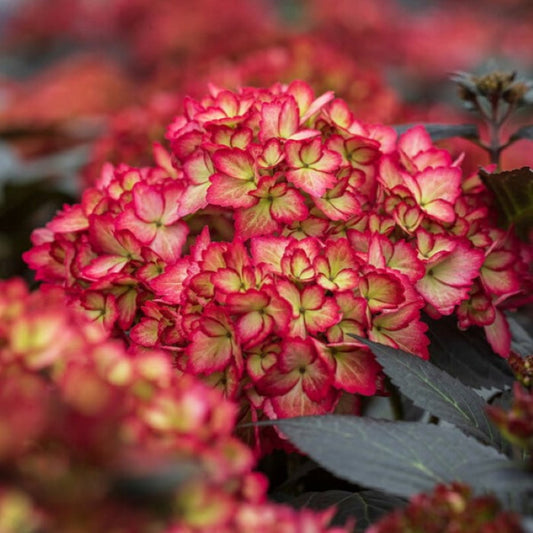 Close-up of Eclipse Bigleaf Hydrangea showing rich violet flower clusters