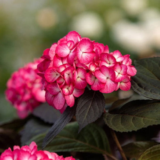 Eclipse Bigleaf Hydrangea with deep purple blooms and dark green foliage at Pixies Gardens