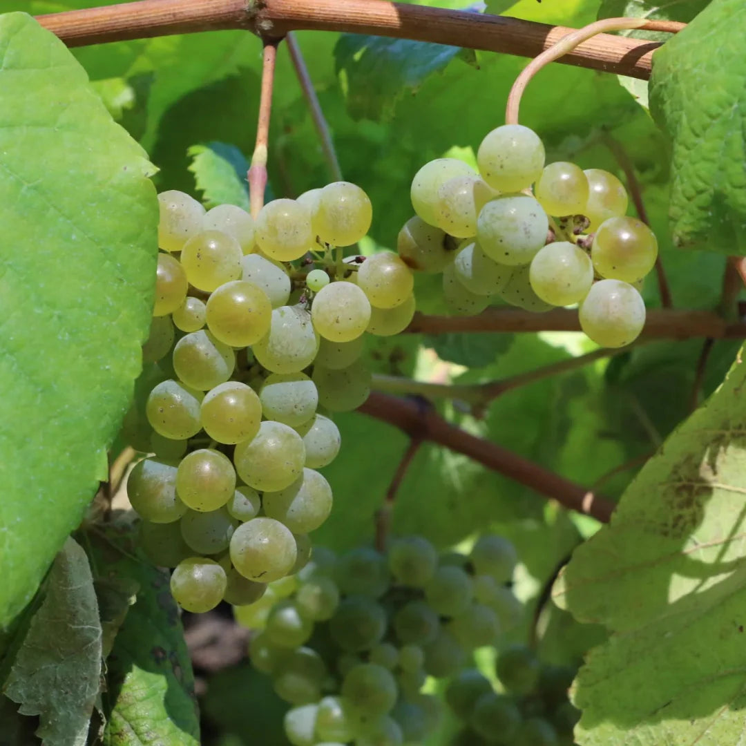 Edelweiss white grape fruit ready for harvest