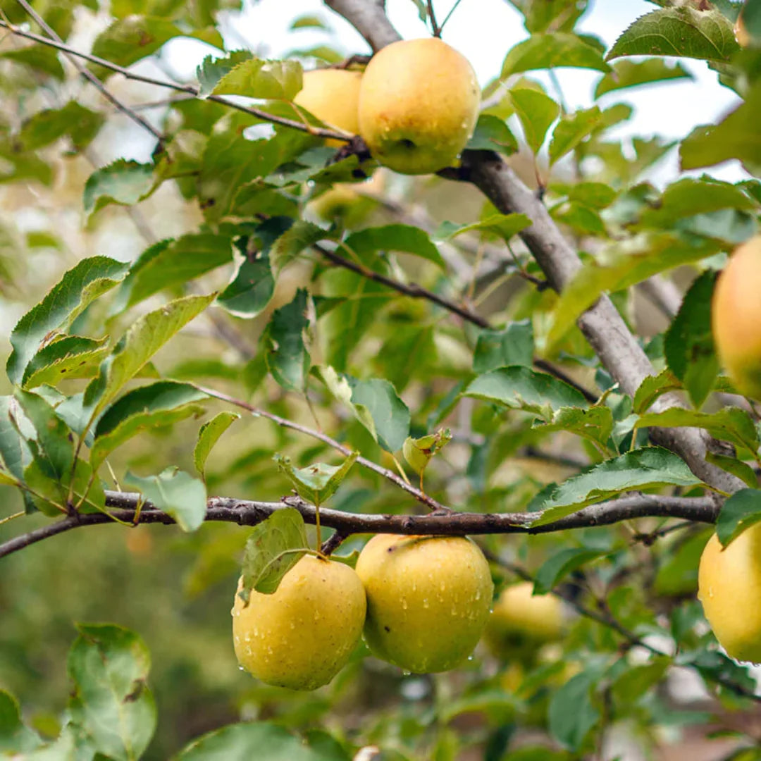 Ein Shemer Apple Tree