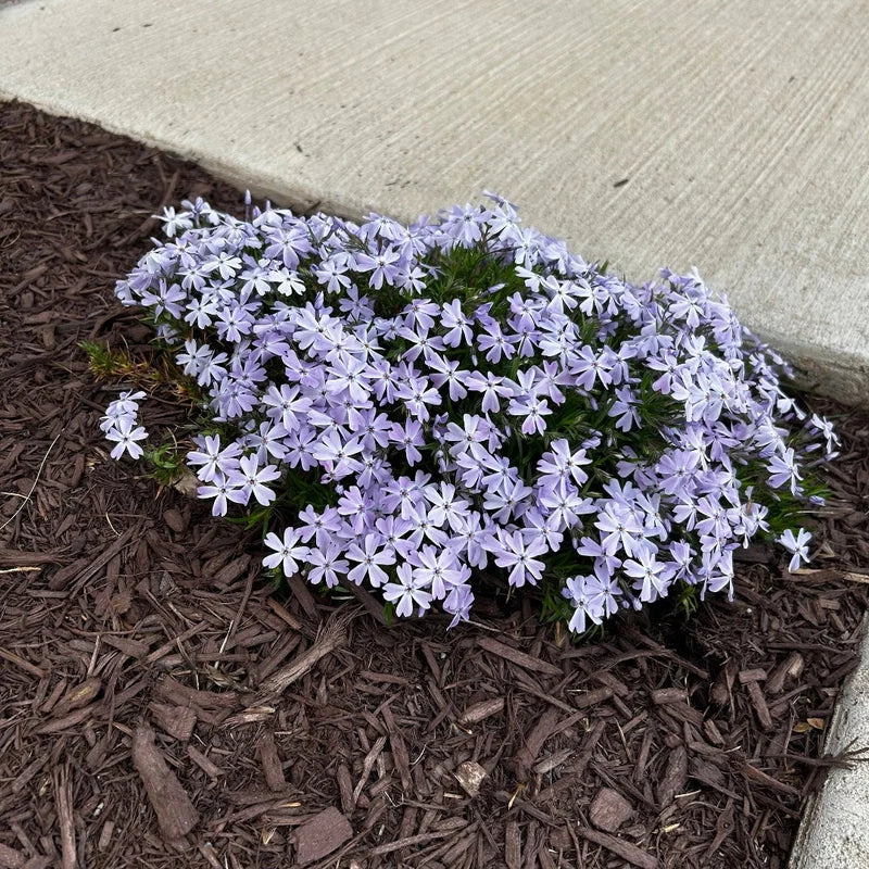Evergreen foliage of Emerald Blue Phlox