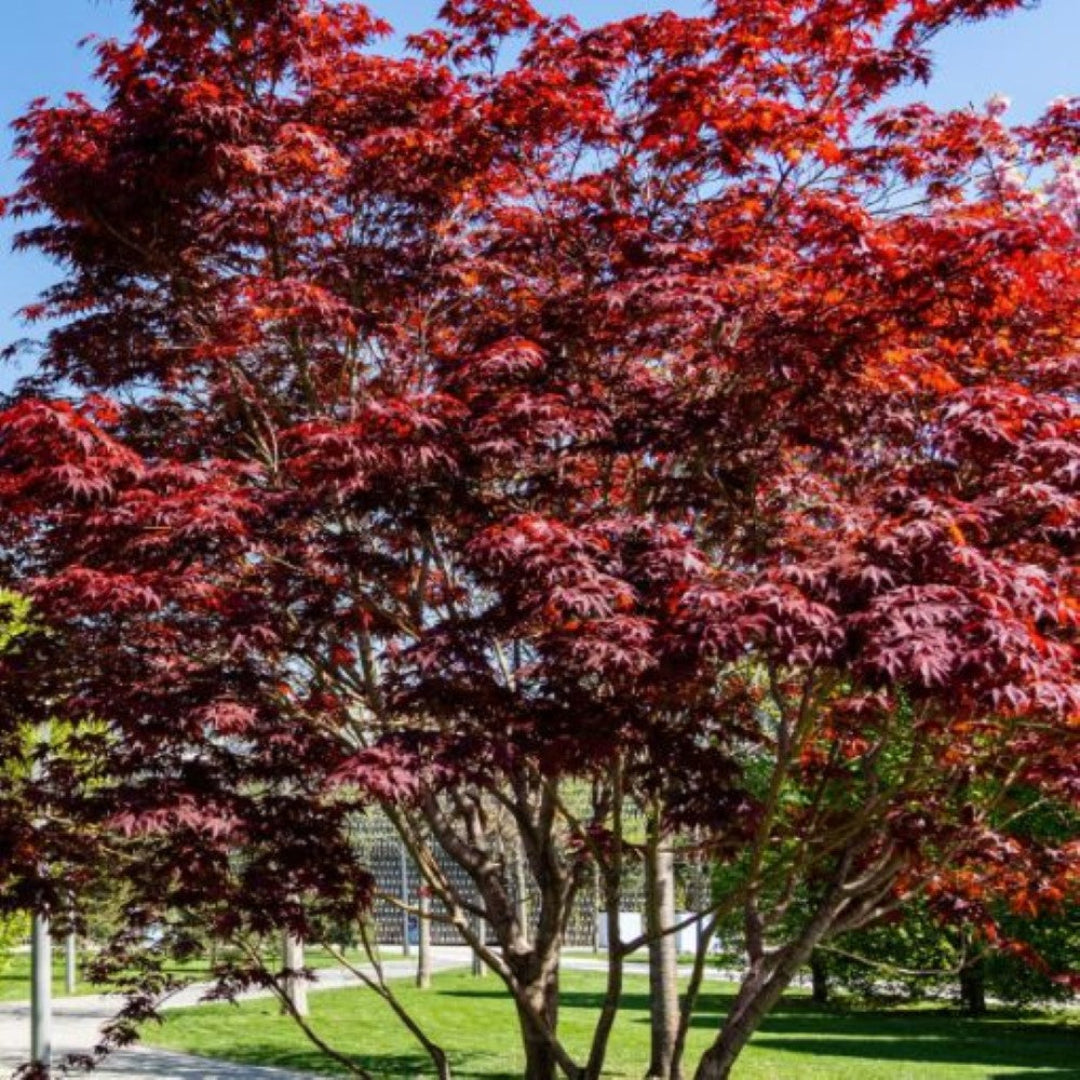 Emperor I Japanese Maple upright ornamental tree