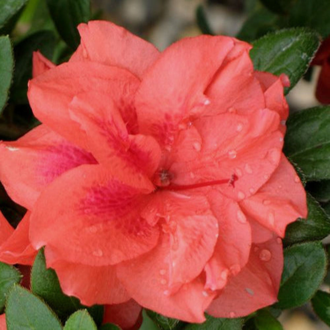 homeandgardensforless.com