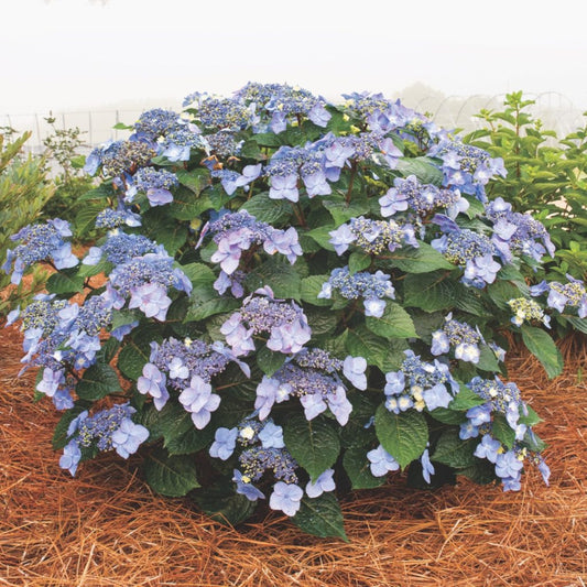 Endless Summer Pop Star Hydrangea plant with vibrant blue blossoms in full bloom
