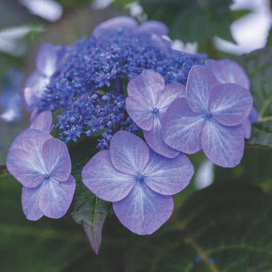 Large Pop Star Hydrangea shrub featuring clusters of blue mophead flowers