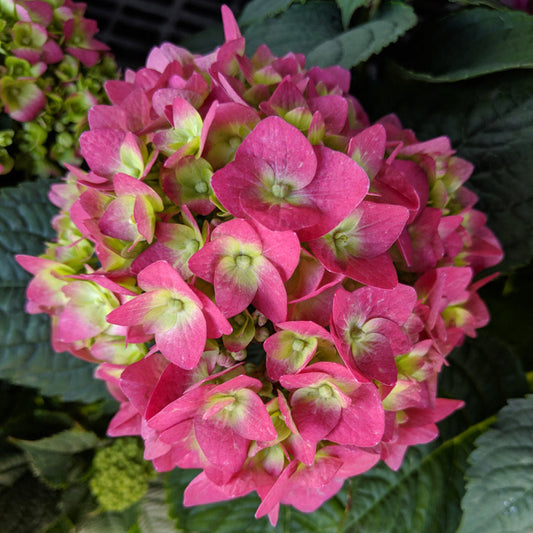 Vibrant Summer Crush Hydrangea flowers in garden beds