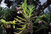 Other Plants