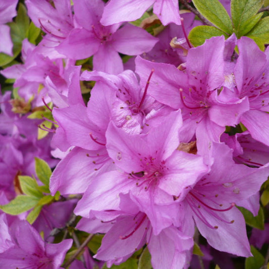 Rhododendron poukhanense close up flowering shrub