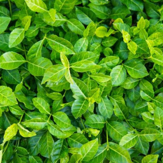 Euonymus fortunei purple wintercreeper plant
