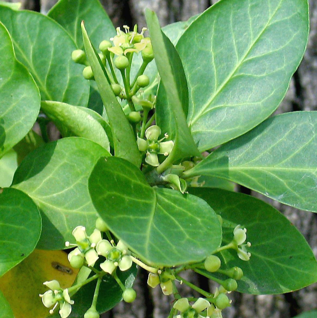 Euonymus fortunei Coloratus foliage close-up