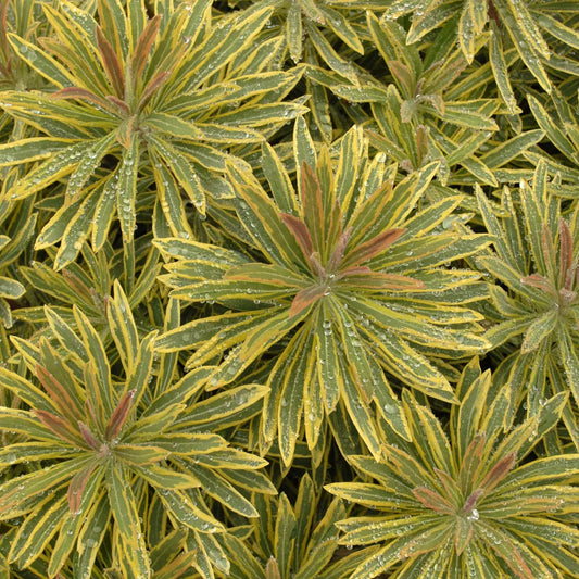 Euphorbia x martini 'Ascot Rainbow'