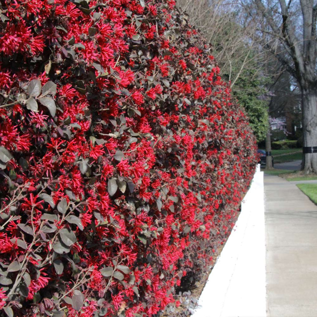 Ever Red Mini Ever Red Loropetalum Mini