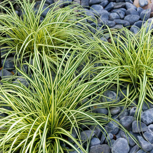 Evergold Carex sedge variegated foliage plant