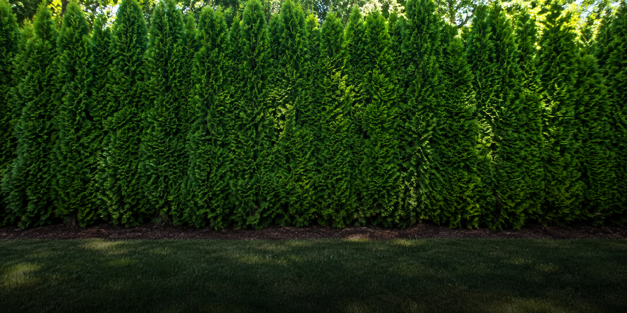 Shrubs & Hedges
