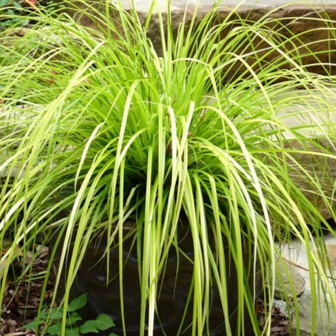 Everillo Carex bright golden leaf ornamental grass