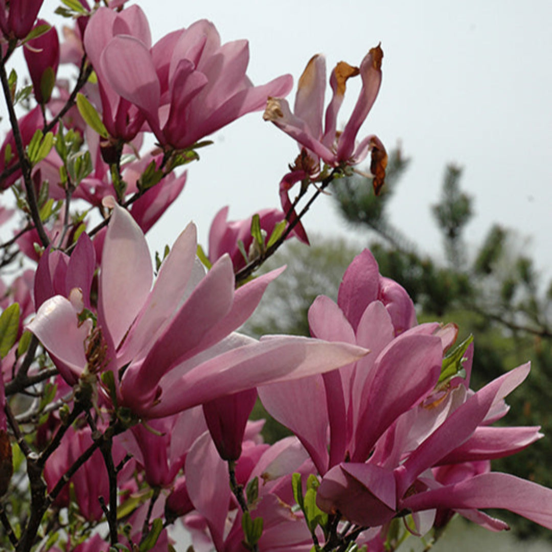 Young magnolia plant with fresh buds and seasonal growth emerging