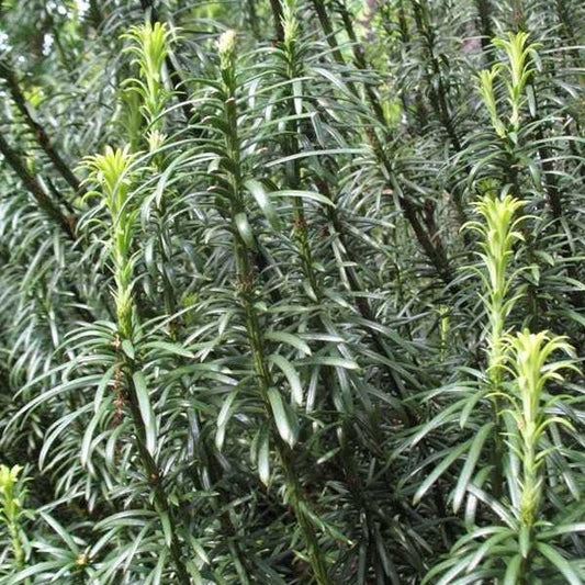 Cephalotaxus Harringtonia Fastigiata