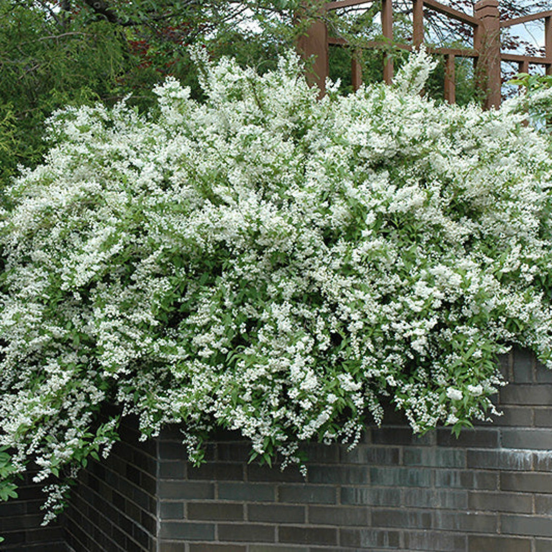 Slender deutzia plant blooming with fragrant white flower clusters