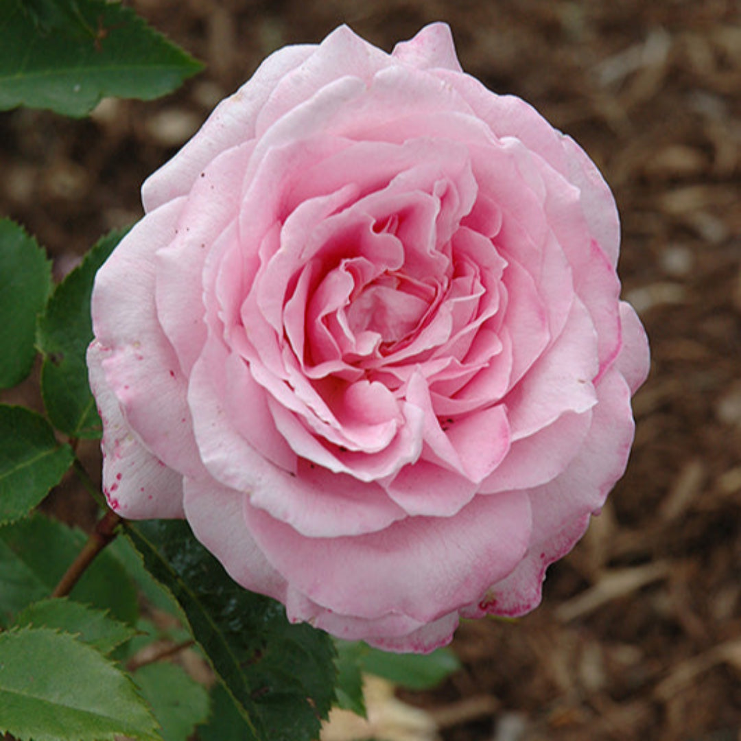 Fragant Pink Rose (4–5 ft tall)