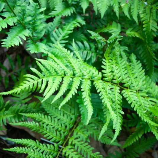 Dryopteris crassirhizoma hardy perennial fern