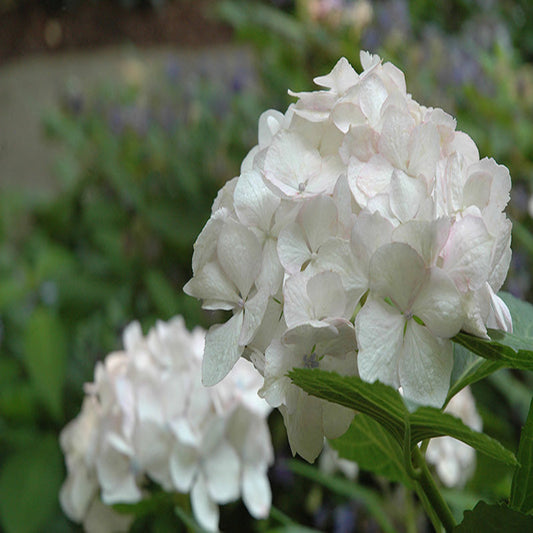 Summer landscape featuring Sister Theresa Hydrangea