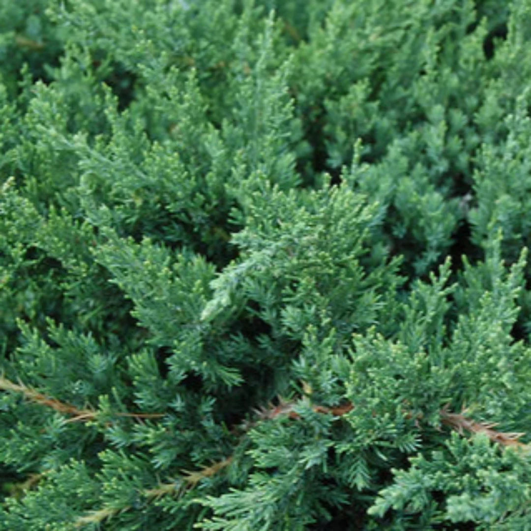 Closeup of Parsoni Juniper leaves and foliage