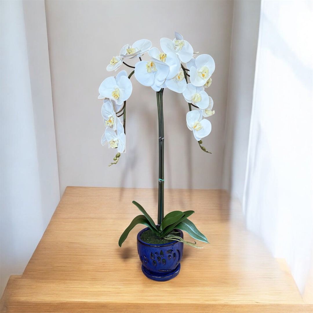 Elegant White Orchid in Blue Ceramic Pot