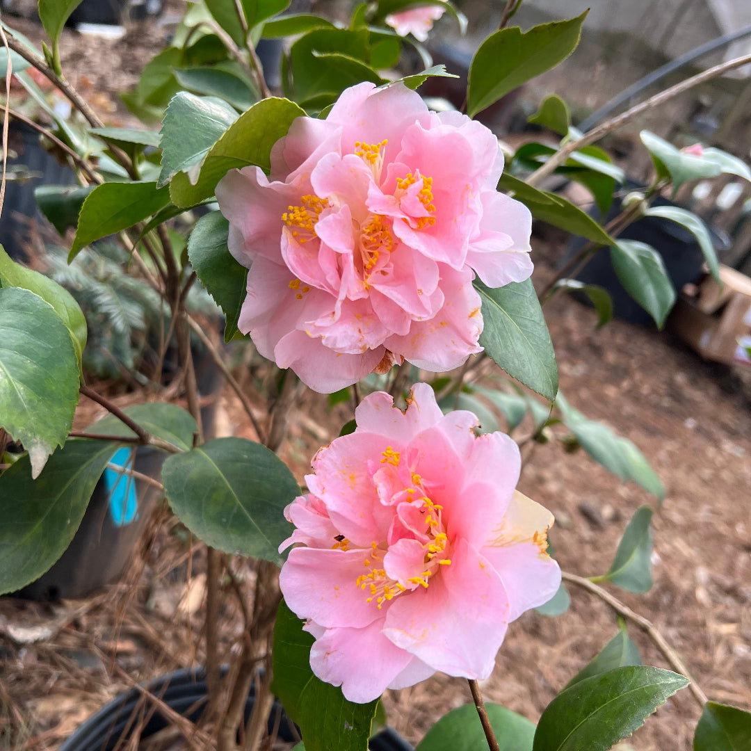 King's Ransom Camellia