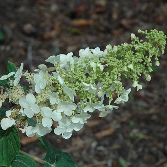 Ellen Huff Oakleaf Hydrangea Shrub Blooming in Summer Garden