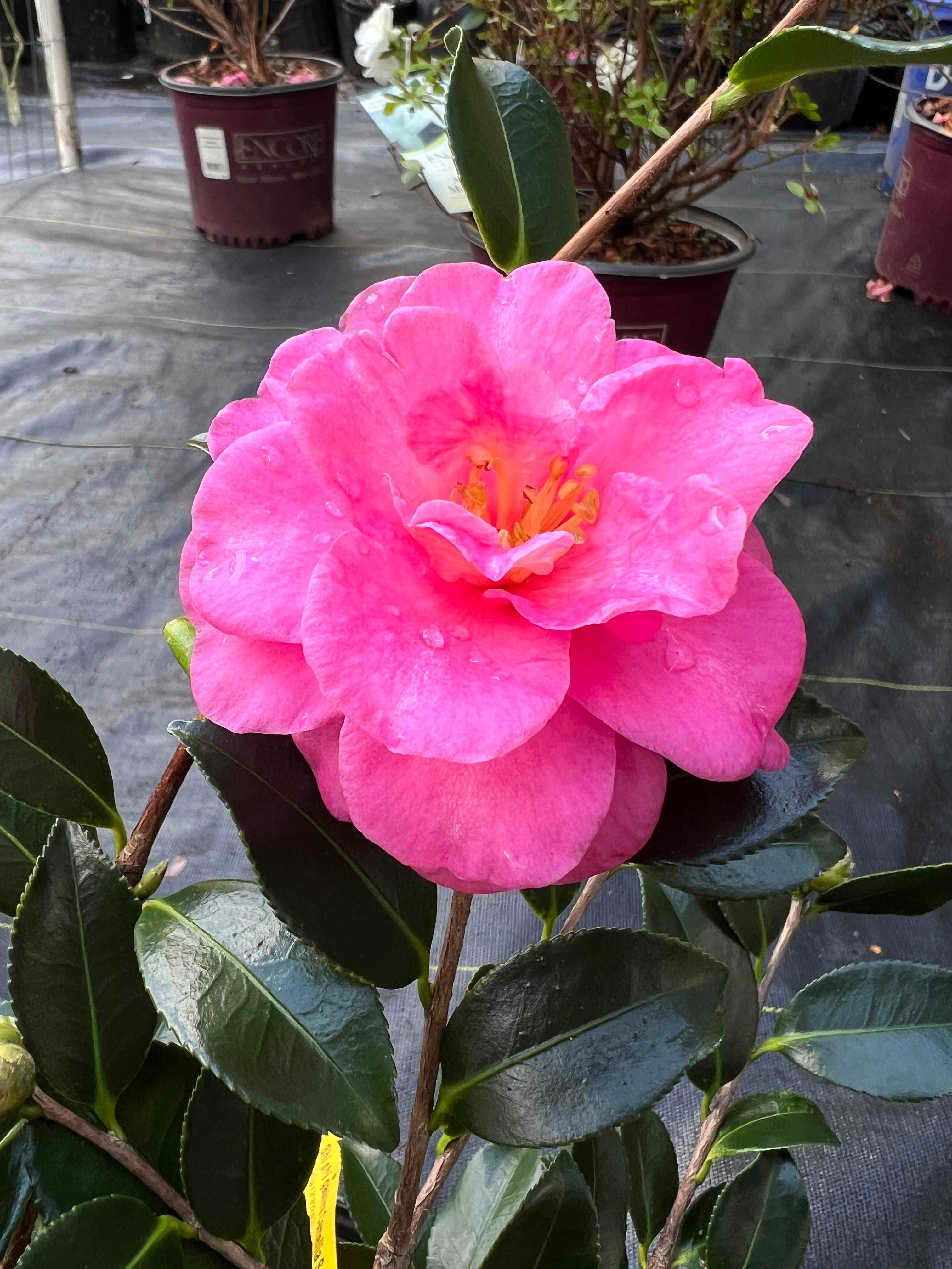 Camellia Shishi Gashira Plant