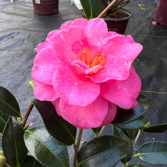 Blooming Shishi Gashira camellia plant for garden landscape