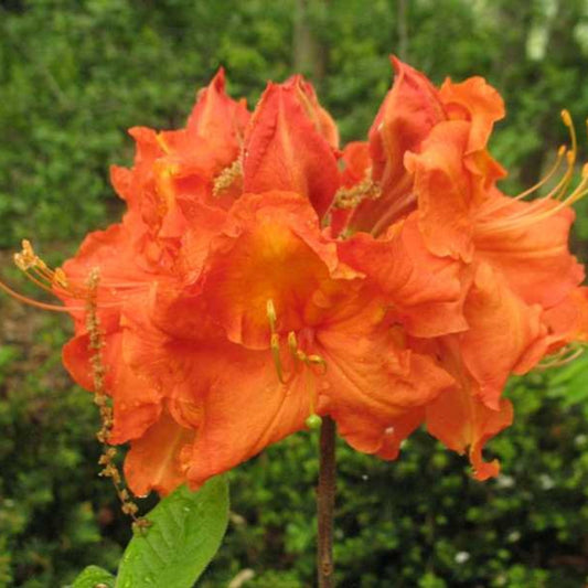 Azalea Exbury Gibraltar orange flowering shrub in bloom