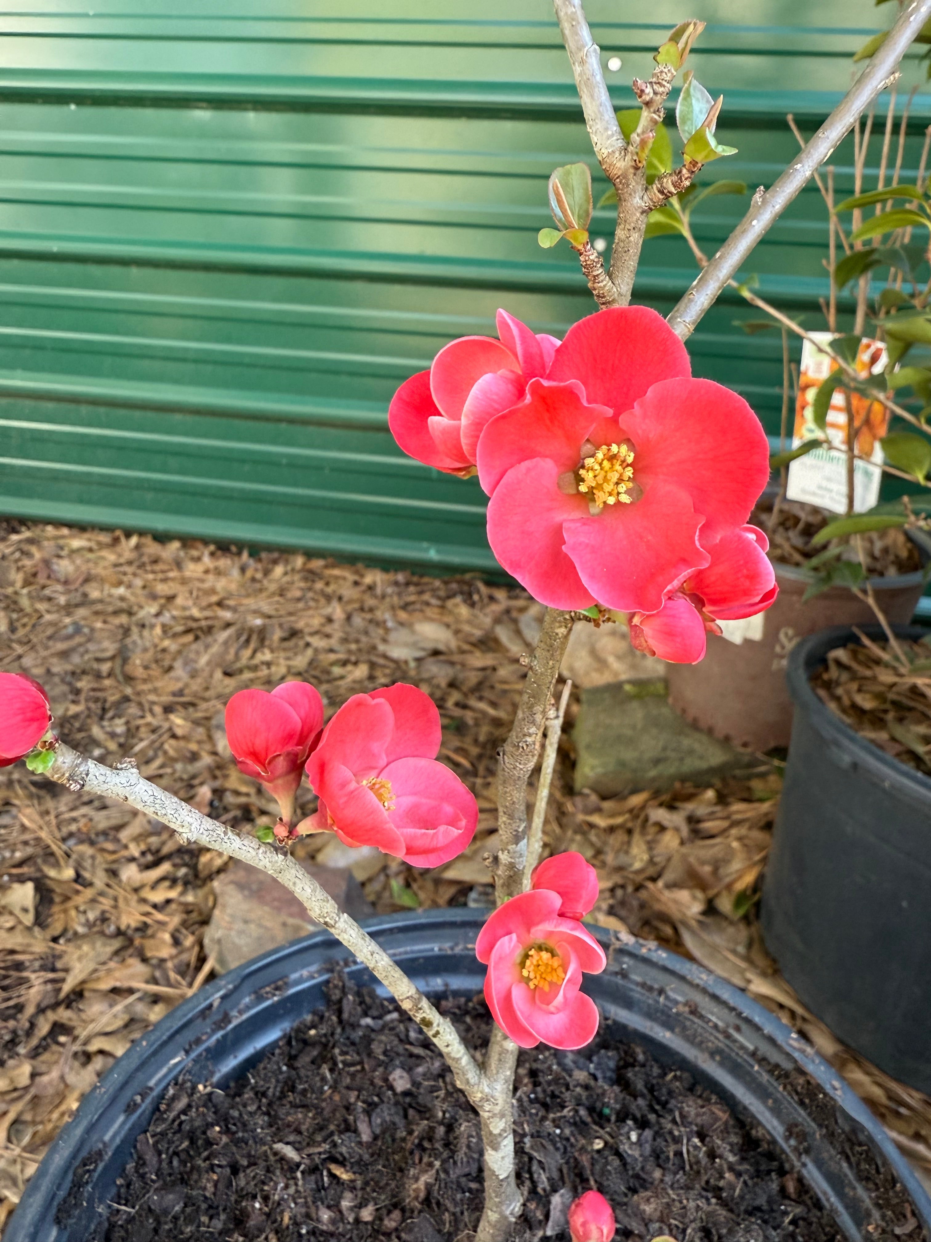 Close-up of red flowers on Spitfire Flowering Quince plant