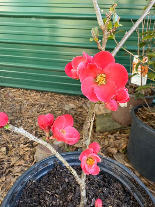 Close-up of red flowers on Spitfire Flowering Quince plant