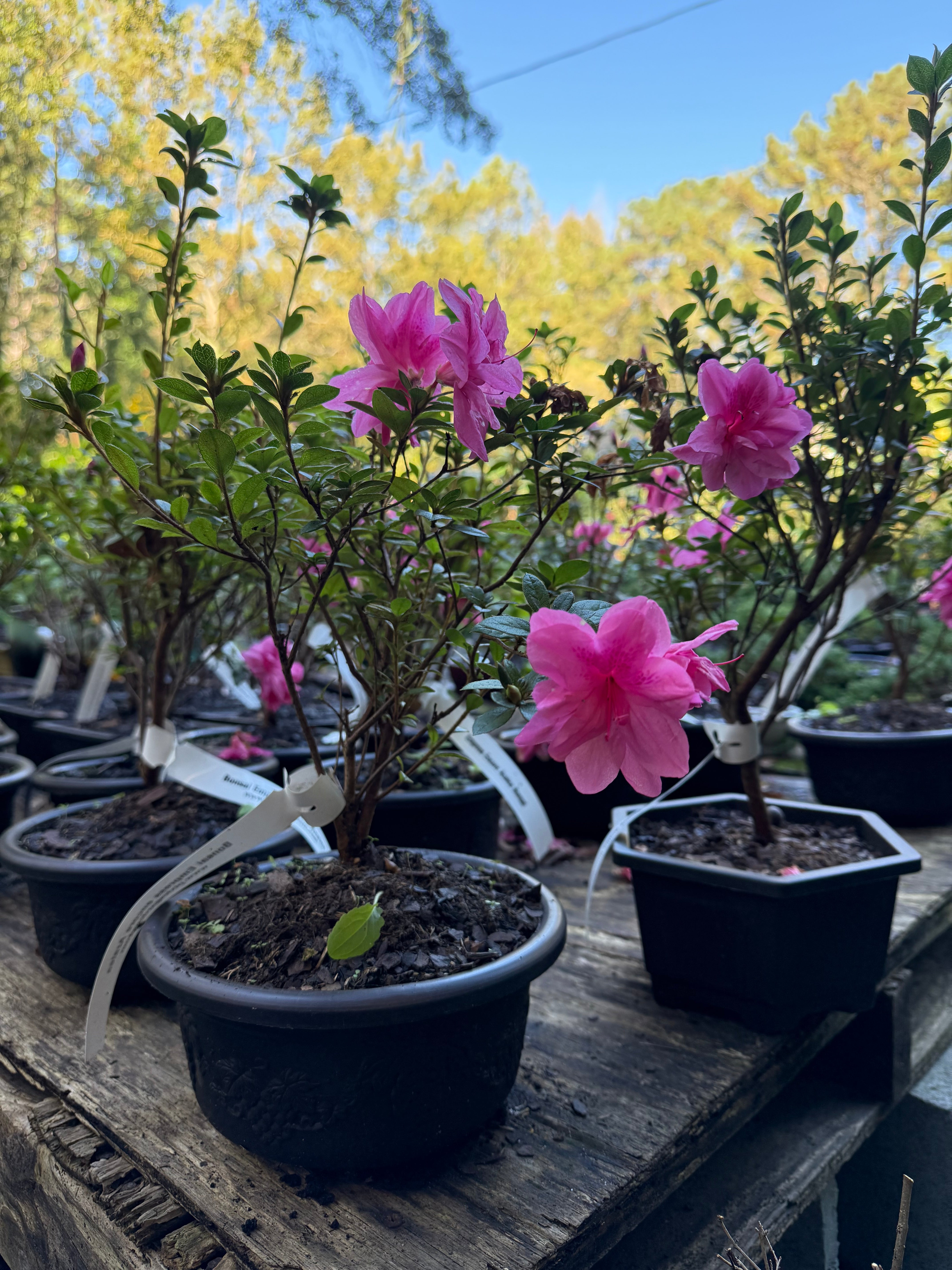 homeandgardensforless.com