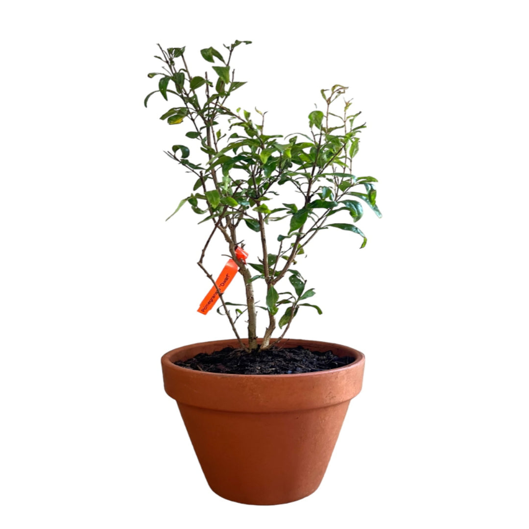 Potted Bonsai Pomegranate Tree Live Plant