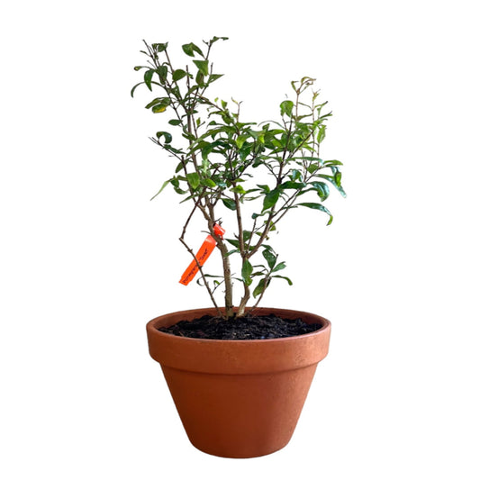 Potted Bonsai Pomegranate Tree Live Plant