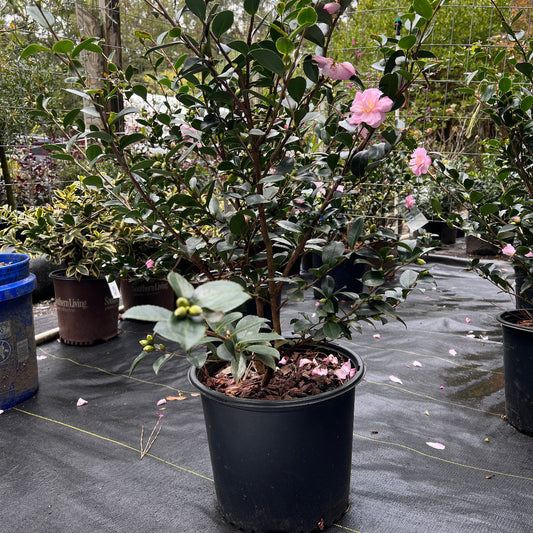 Pink Snow camellia evergreen landscape shrub