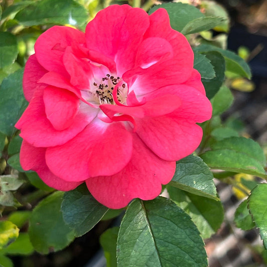 Coral Drift Rose spreading low with vibrant coral blooms