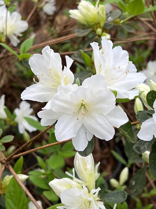 Delaware Valley White azalea shrub with white blooms