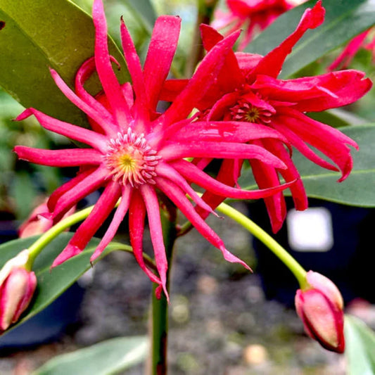 Florida Anise Tree