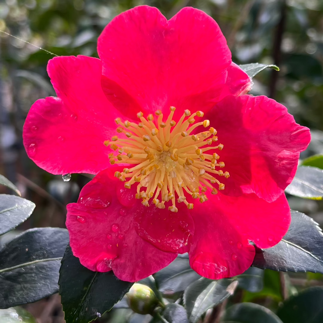 Camellia Yuletide shrub with bright red winter flowers and yellow centers